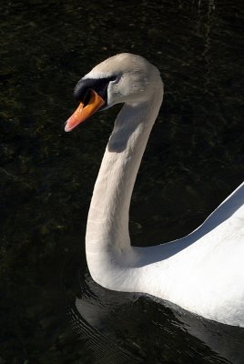 Mute Swan on Water 22