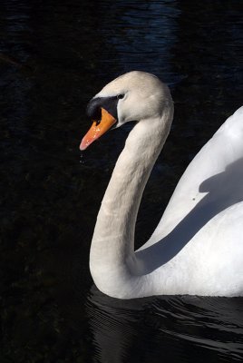 Mute Swan on Water 23
