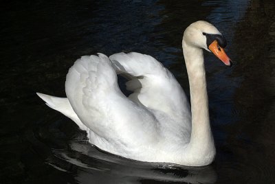 Mute Swan on Water 24