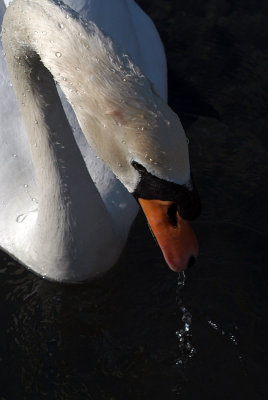 Mute Swan on Water 25