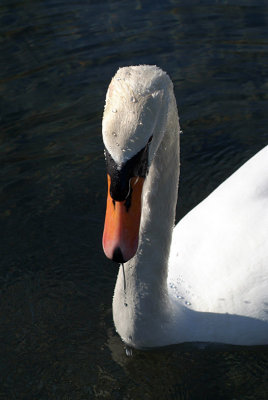 Mute Swan on Water 26