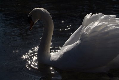 Mute Swan on Water 27