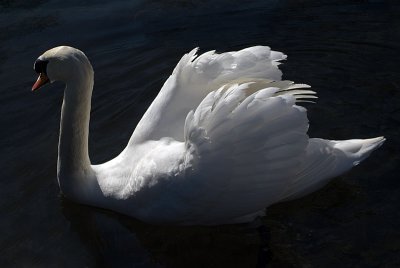Mute Swan on Water 28