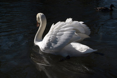 Mute Swan on Water 29