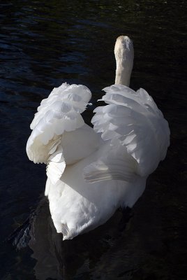 Mute Swan on Water 30