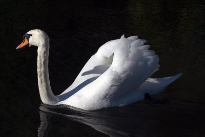 Mute Swan on Water 31