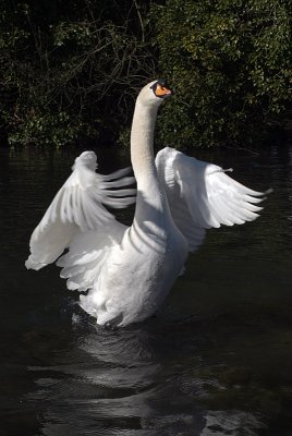 Mute Swan on Water Wings Outstretched