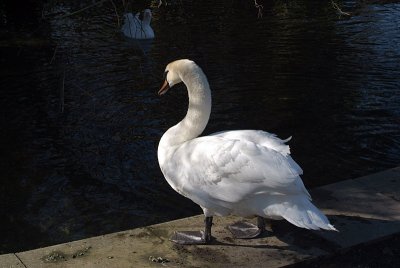 Mute Swan Standing by Water