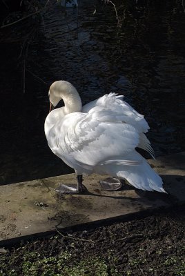 Mute Swan Standing by Water 03