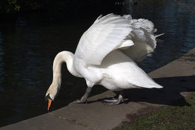 Mute Swan Standing by Water 04