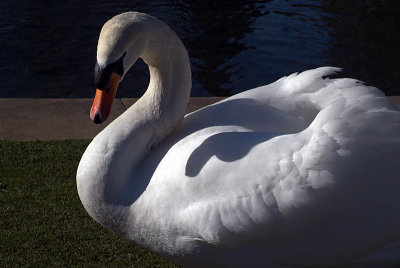 Mute Swan Standing by Water 05