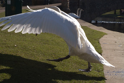 Mute Swan Wings Outstretched