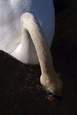 Mute Swan with Head Under Water