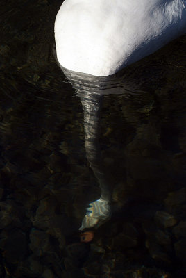 Mute Swan with Head Under Water 02