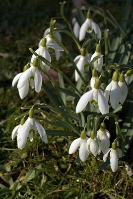 Group of Snow Drops