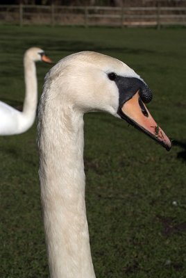 Mute Swans on Grass 09