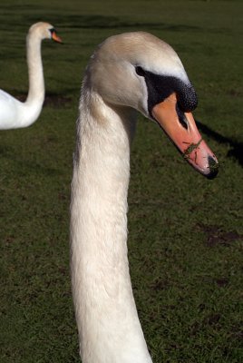 Mute Swans on Grass 10