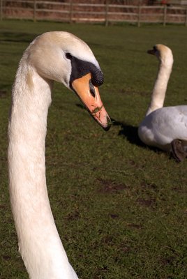 Mute Swans on Grass 11