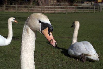 Mute Swans on Grass 12