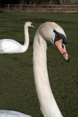 Mute Swans on Grass 13