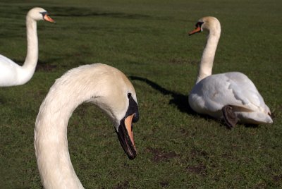 Mute Swans on Grass 14