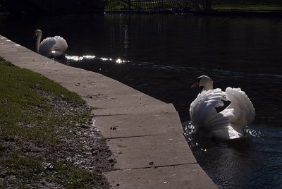 Mute Swans on Water
