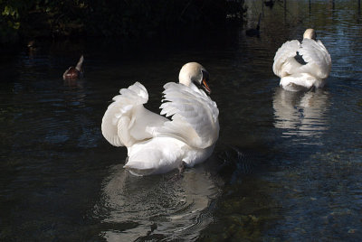 Mute Swans on Water 02