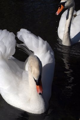Mute Swans on Water 04