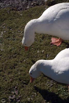 Two White Geese