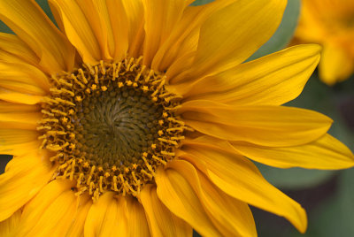 Sunflower with Yellow Centre 02