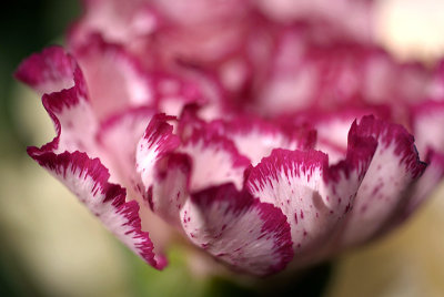 White and Pink Carnation