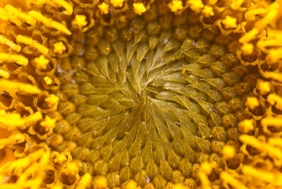 Yellow Middle of Sunflower