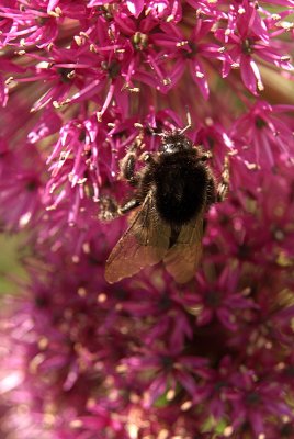 Bee on Cluster of Pink Spiky Flowers