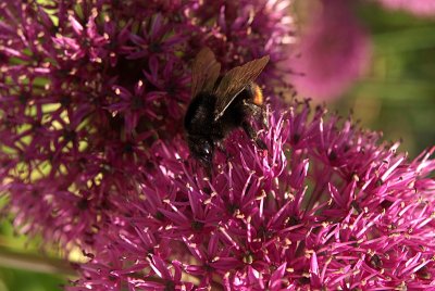 Bee on Cluster of Pink Spiky Flowers 02
