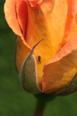 Bug on Peach Coloured Rosebud
