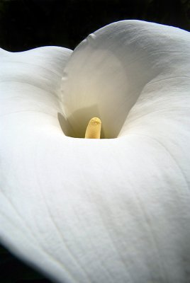 Close up of Arum Lily - Zantedeschia Aethiopica 03