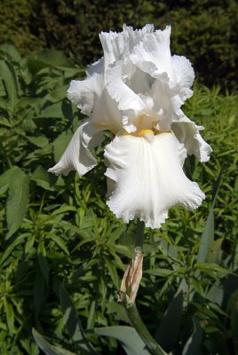 Frilly White Iris