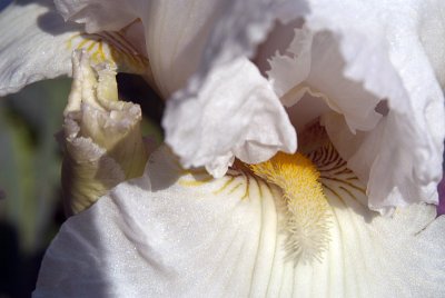 Frilly White Iris 02