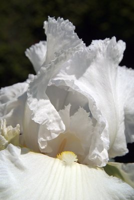 Frilly White Iris 03