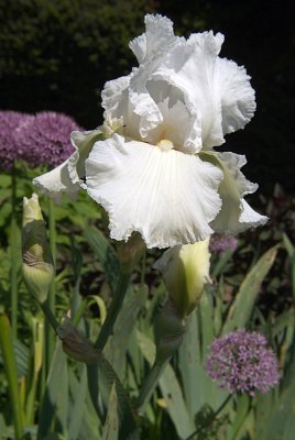Frilly White Iris 04