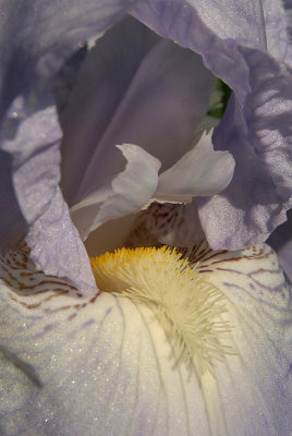 Pale Purple Iris Close Up 03