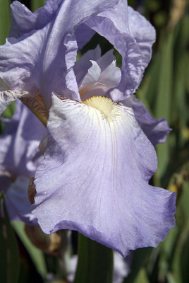 Pale Purple Iris Close Up 04