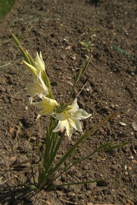 Pale Yellow Flower Growing in Earth