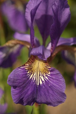 Purple Iris 02