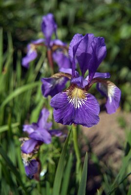 Purple Iris 03