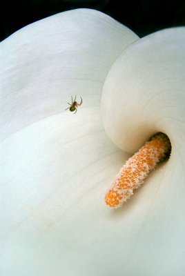 Small Green Spider on Lily