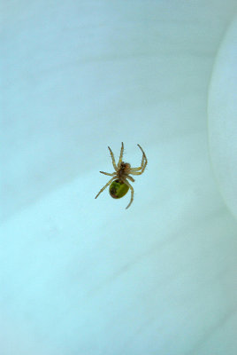 Small Green Spider on Lily 02