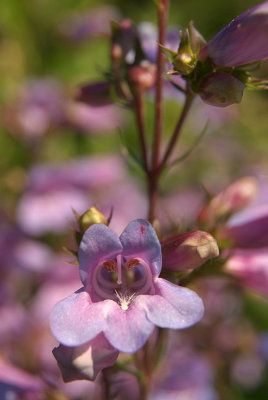 Small Pink and Purple Flowers