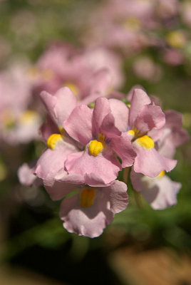 Small Pink and Yellow Flowers