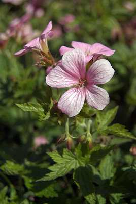 Small Pink Flowers with Darker Veins